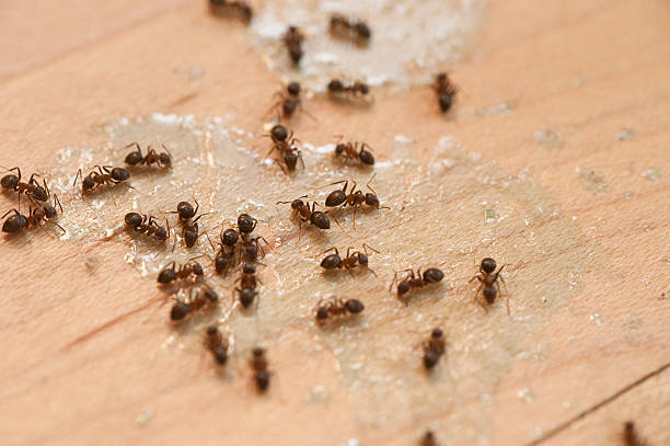 Best Affordable Pest Control Services  in Fort Worth, TX